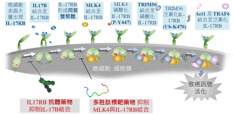 IL-17RB致癌訊息傳遞