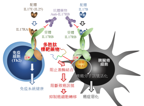 抑制胰臟癌細胞轉移